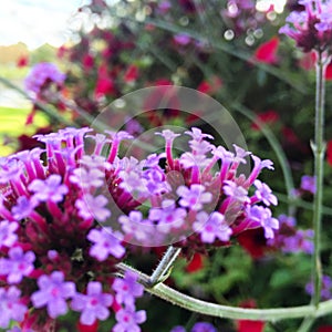 Blommar violeta photo