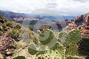 Blomming Cactus and Sandstone Red Rock in Sedona, Arizona