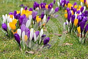 Crocus flowers in a park
