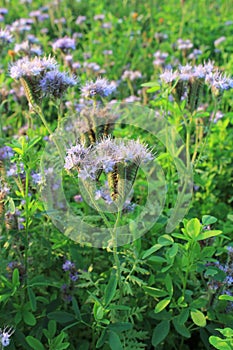 Blomming Phacelia tanacetifolia- bee pasture