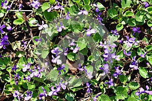 Blomming sweet violet or Viola odorata