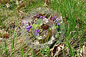 Blomming sweet violet or Viola odorata