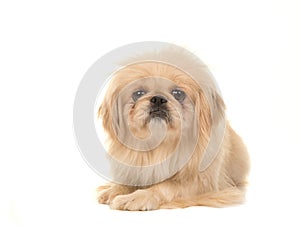 Blond adult tibetan spaniel dog seen from the front lying on the floor facing the camera