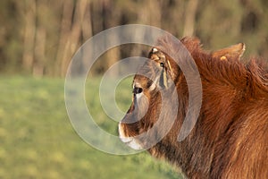 Blond calf looking into the distance. copy space. selective focus