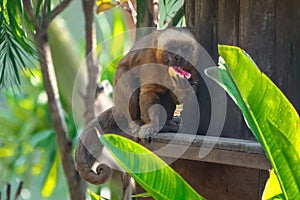 Blond Capuchin monkey eating fruit