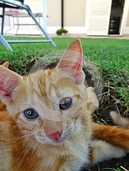 Blond cat looking at camera - gato rubio mirando camara photo