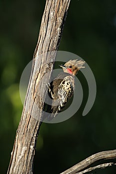 Blond-crested woodpecker, Colaptes flavescens photo