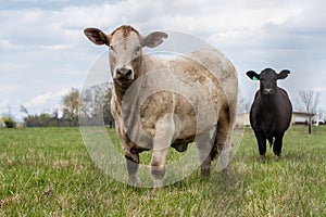 Two crossbred heifers looking at camera
