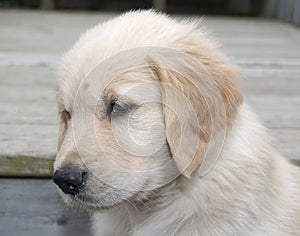 Blonde golden retriever puppy