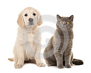 Blond golden retriever puppy dog and grey british short hair cat
