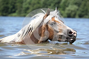 Blond haflinger swimming and looking at you