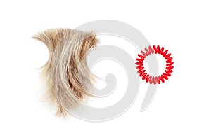 Blond hair lock, red scrunchy white background isolated closeup, cut off blonde curl, spiral elastic scrunchie, flexible hair band