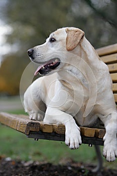 Blond Labrador retriever dog