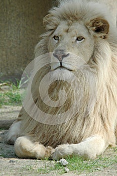 A blond lion