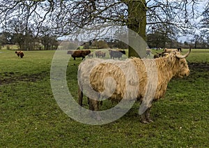 A blond  matriarch  Highland cow guards the herd in a field near Market Harborough  UK