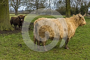 A blond  matriarch  Highland cow and her friend in a field near Market Harborough  UK