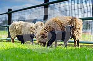 Blond mothers Ouessant sheep with black lambs