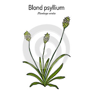 Blond plantain or psyllium, plantago ovata , medicinal plant