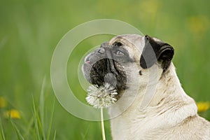 Blond pug with flower photo