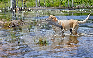 Blond Retriever Fetches