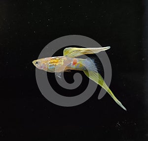 Blond Vienna Emerald Bottom Swordtail Guppies