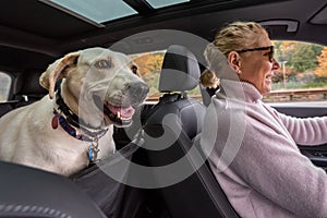 Blond woman driving white lab mix dog, inside car with dog seat cover, fall road trip