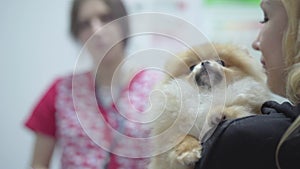 Blond woman holding small dog in the veterinary clinic close up. Animal treatment concept
