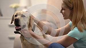 Blond woman stroking beautiful labrador retriever dog at home, lovely house pet