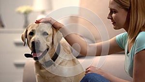 Blond woman stroking beautiful labrador retriever dog at home, lovely house pet