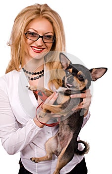 Blonde and chihuahua dog isolated