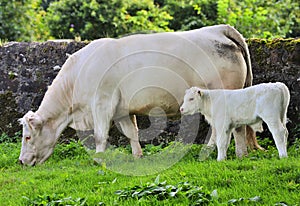 Blonde cow and calf
