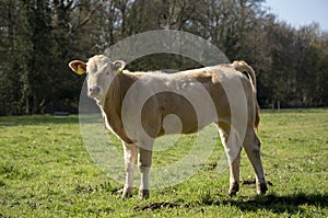 Blonde cow, heifer, standing perky on green grass in a meadow, pasture, trees at the background photo