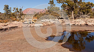 Blonde coyote on southwest desert slickrock