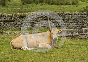 Blonde d'Aquitaine bull