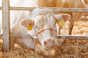 Blonde d`Aquitaine cattle on dairy farm photo