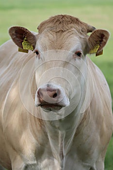 Blonde d' Aquitaine cow