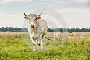 Blonde d`Aquitaine cow