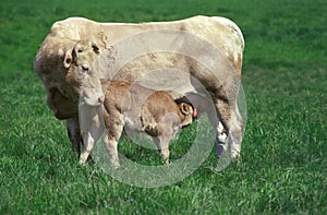 BLONDE D`AQUITAINE, A FRENCH BREED, CALF SUCKLING MOTHER