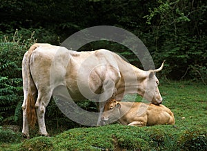 BLONDE DES PYRENEES