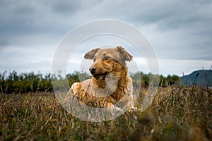 Blonde dog lying in grass next to Plastira Lake, Greece
