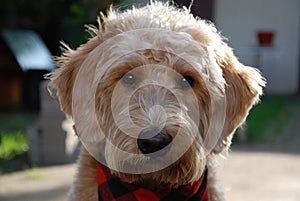 Blonde dog with red bandana