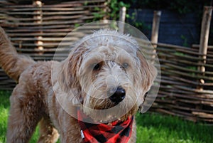 Blonde dog with red bandana