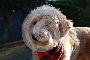 Blonde dog with red bandana