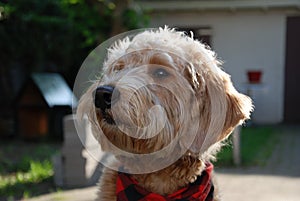 Blonde dog with red bandana