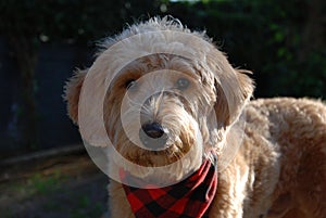 Blonde dog with red bandana