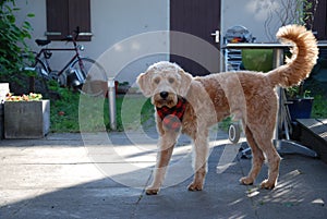 Blonde dog with red bandana