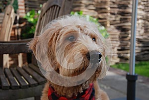 Blonde dog with red bandana