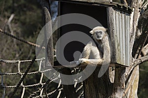 A blonde gibbon, Hylobates lar, sitting in a shelter house in the climbing area in a zoo