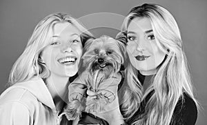 Blonde girls adore little cute dog. Women hug yorkshire terrier. Yorkshire terrier is very affectionate loving dog that