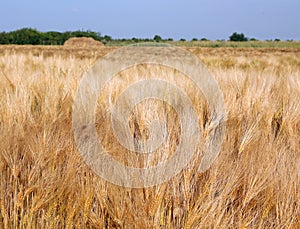 blonde golden ears of wheat in the cultivated field